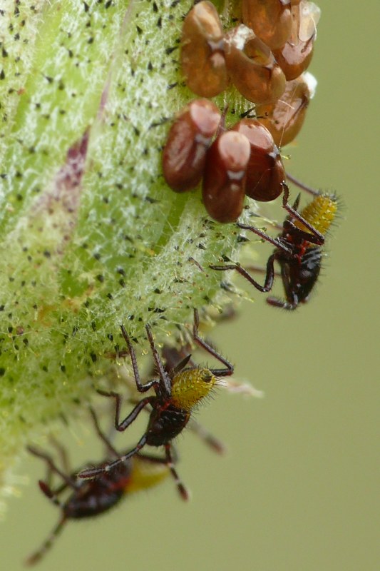 Semini rossi: uova di Rhopalidae (Heteroptera)